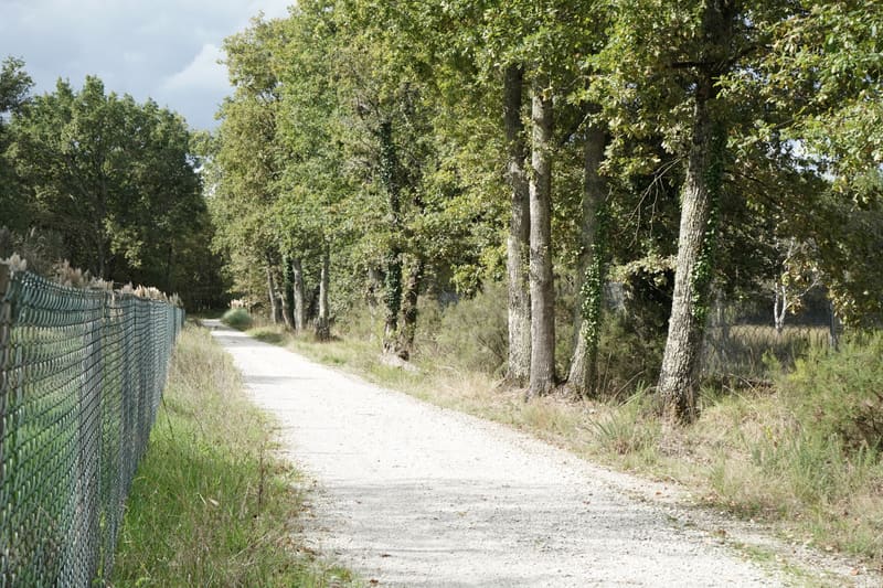 Allée ombragée du bois de 10 hectares du domaine
